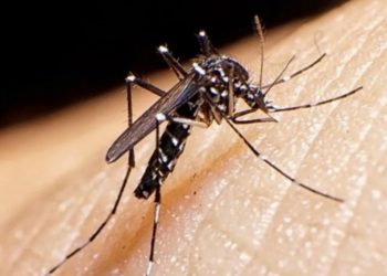 Dengue. Récord de casos, ¿qué hacer para prevenirlo?