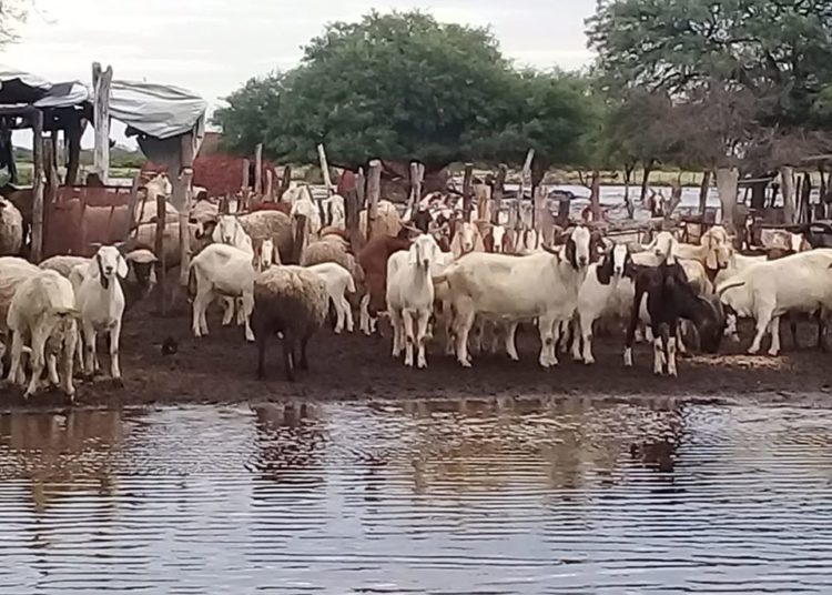 Santiago del Estero. Sojeros provocan inundaciones en tierras campesinas