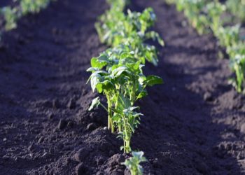 Agenda Verde. Agricultura tendrá una Dirección de Agroecología