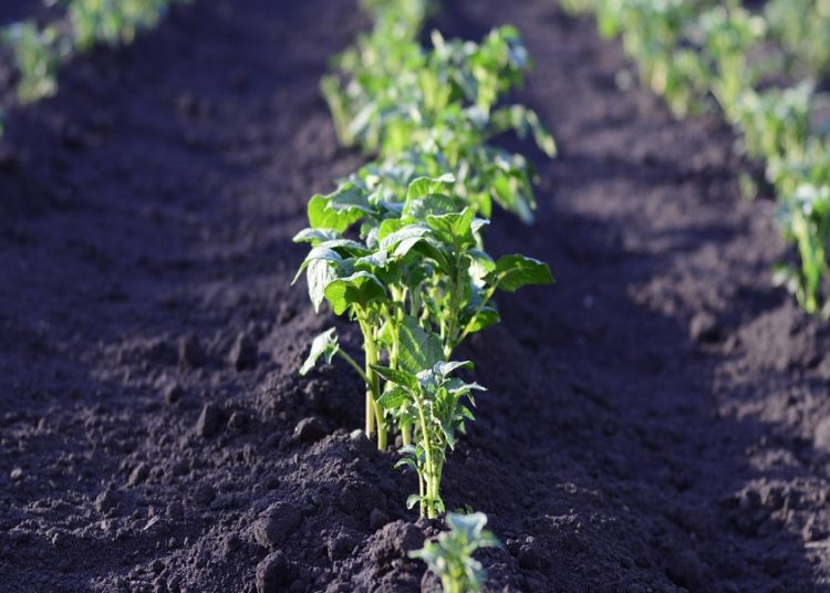 Agenda Verde. Agricultura tendrá una Dirección de Agroecología