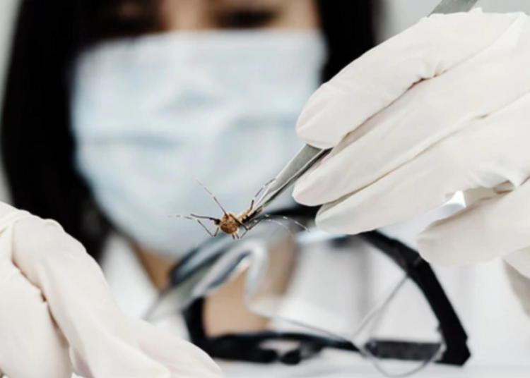 Alcira Ferreres: “Prevenir el dengue es un tema de agua potable y vivienda digna”