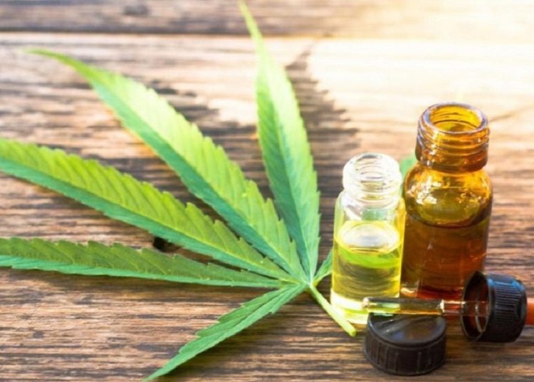 Municipio cordobés permitirá a privados el cultivo de cannabis con fines medicinales