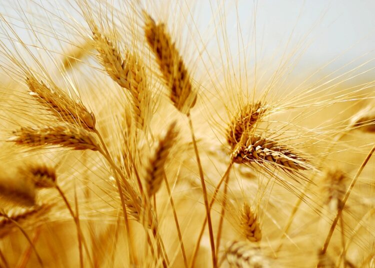 Trigo Transgénico: Paso atrás en la soberanía alimentaria