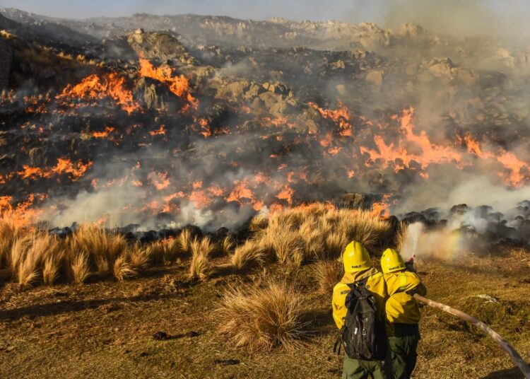 Daniela Vilar: “Buscamos desincentivar la posibilidad de hacer negocios con las tierras incendiadas”
