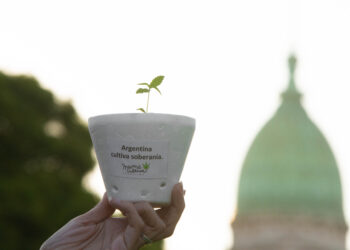 Legalizar el autocultivo de cannabis “es responder con acciones a una necesidad de la población”