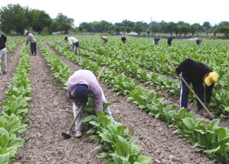Bono para pocos. La UATRE pactó un bono que deja afuera a 1,8 millones de trabajadores rurales