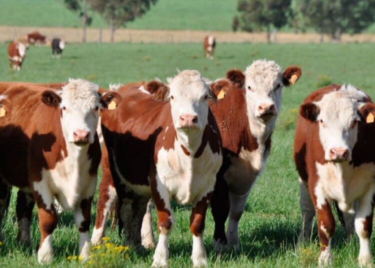 Panorama sindical. Las vaquitas son ajenas