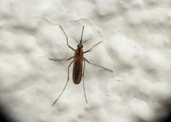 Invasión de mosquitos. A qué se debe y cuándo se irán
