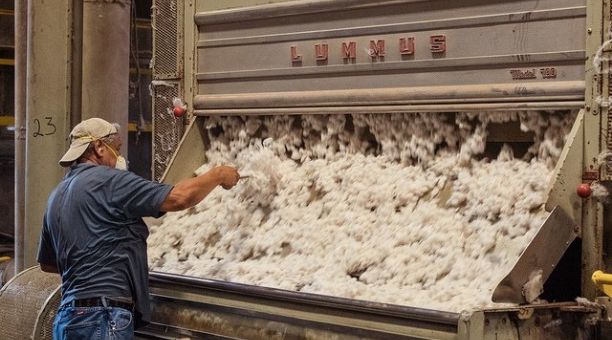 Desmotadores de algodón acordaron su paritaria. Básico alcanzará los $71.786
