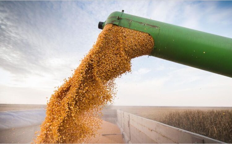 Por qué es necesario participar en el mercado de futuros de maíz