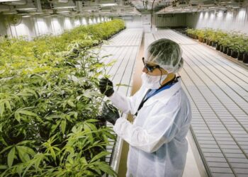 Industria del cannabis y cáñamo. “En tres años ya podría haber 10 mil puestos de trabajo”