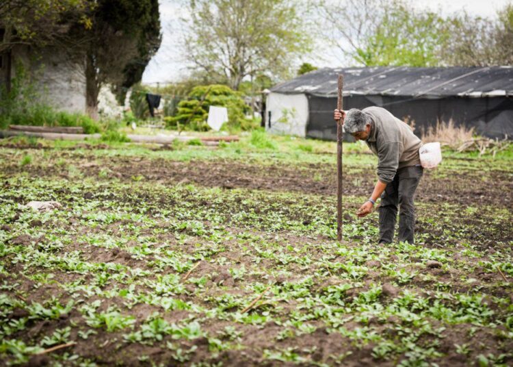 Producción popular de alimentos: una política estratégica para la soberanía y el trabajo