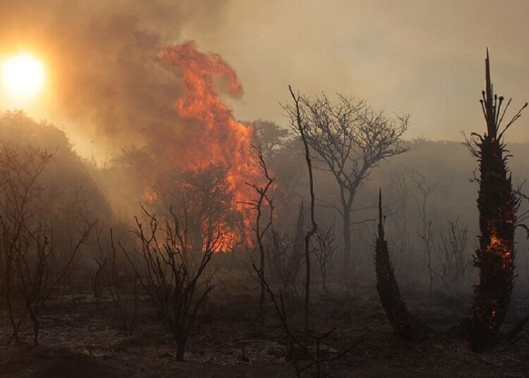 Incendios en Córdoba. Alerta por las consecuencias ambientales y económicas