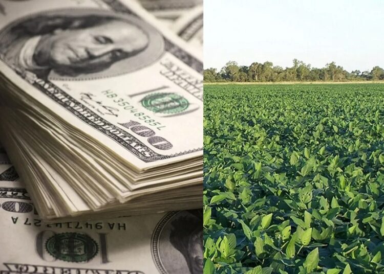 Dólar Soja. “Autoriza la fuga del 30% de la liquidación de divisas”