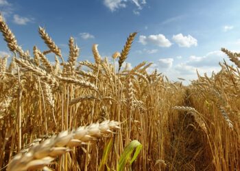 ¿Se viene el dólar trigo?