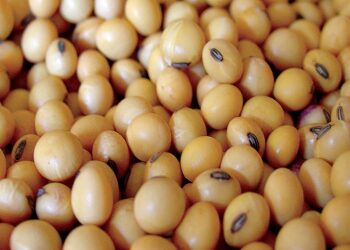 Massa relanza el “dólar soja” para acumular reservas y cumplir con el FMI