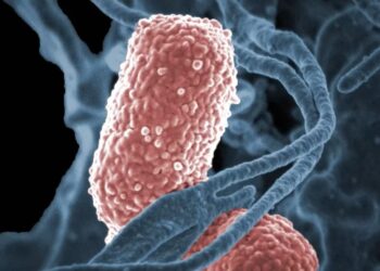 Las recomendaciones sanitarias ante los casos de intoxicación por achuras con salmonella y shigella
