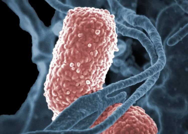 Las recomendaciones sanitarias ante los casos de intoxicación por achuras con salmonella y shigella