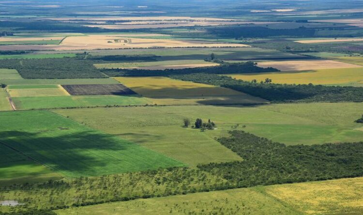 Ley de Tierras: “Promueve aún más la concentración y pone en riesgo los bienes comunes”